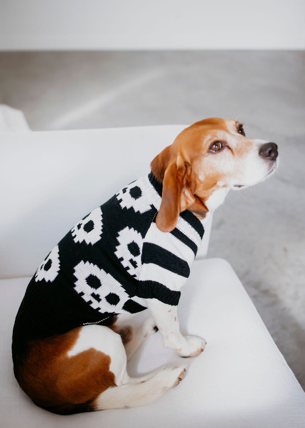 image of Skulls Dog Sweater