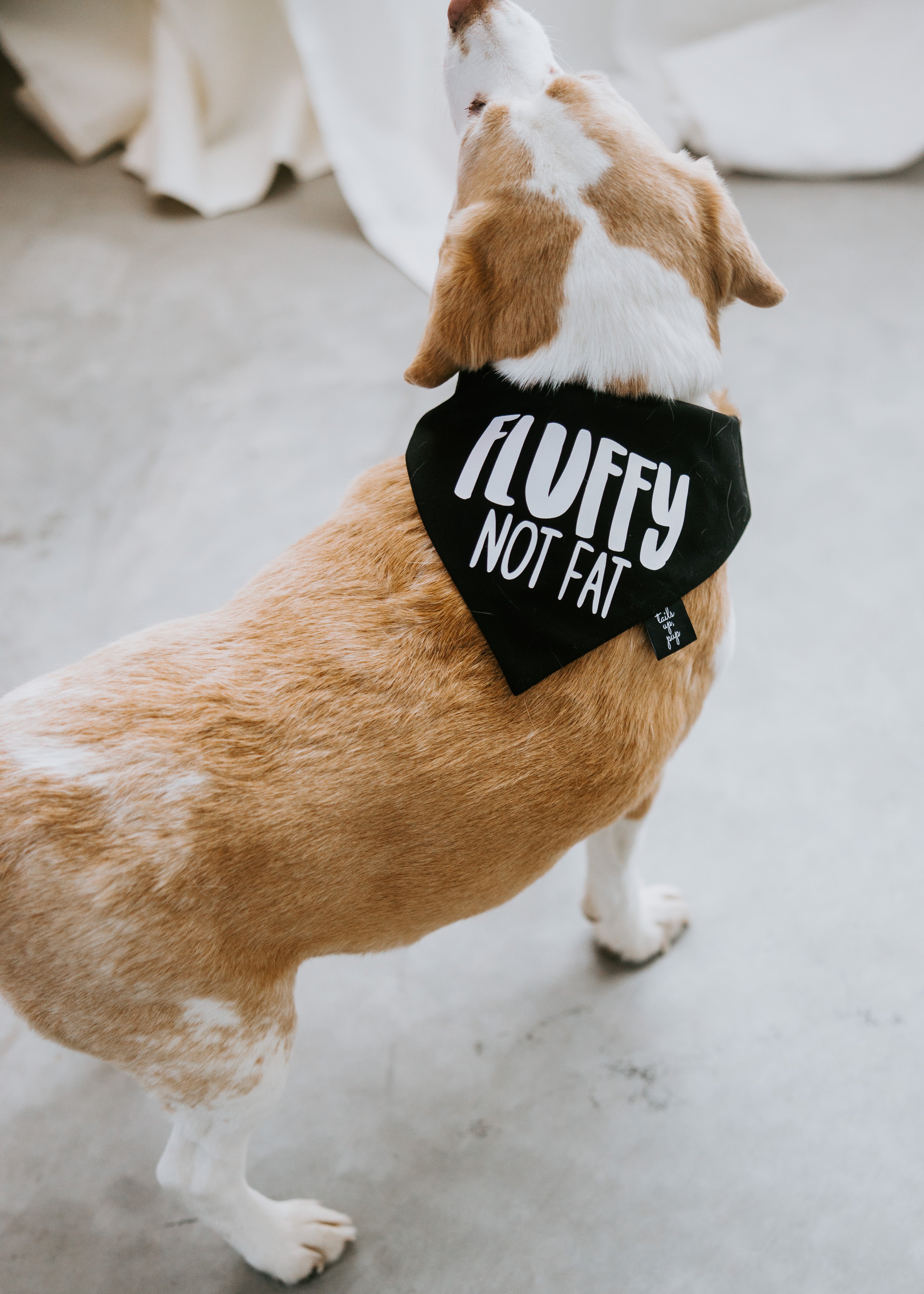 image of Fluffy Not Fat Dog Bandana