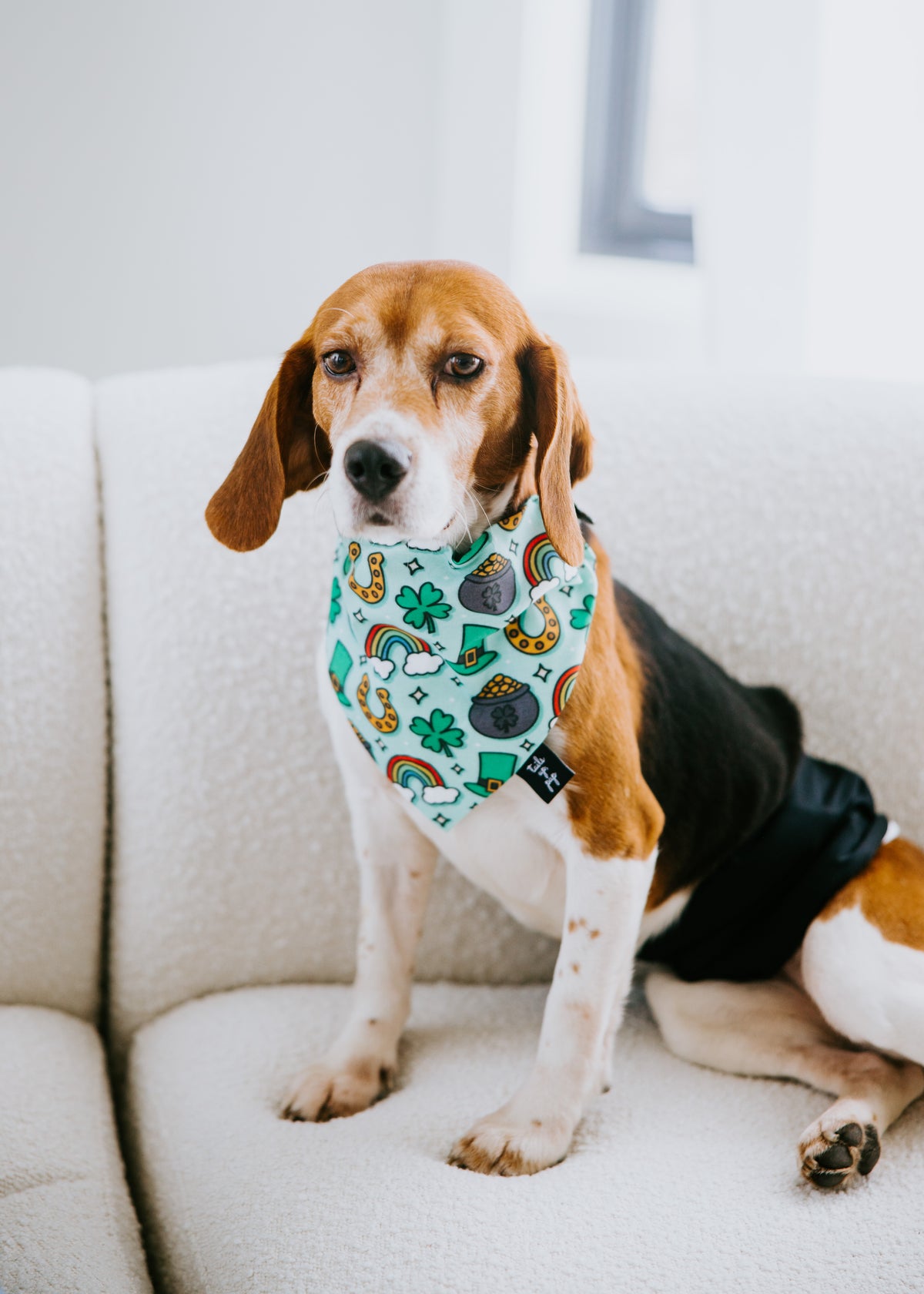 Drinking buddy clearance dog bandana